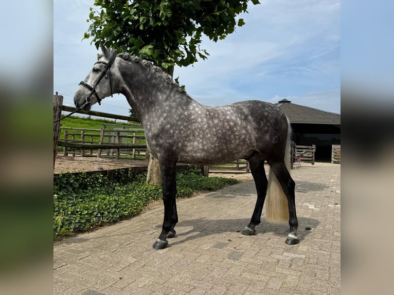 PRE Castrone 6 Anni 160 cm Grigio in Ammerzoden