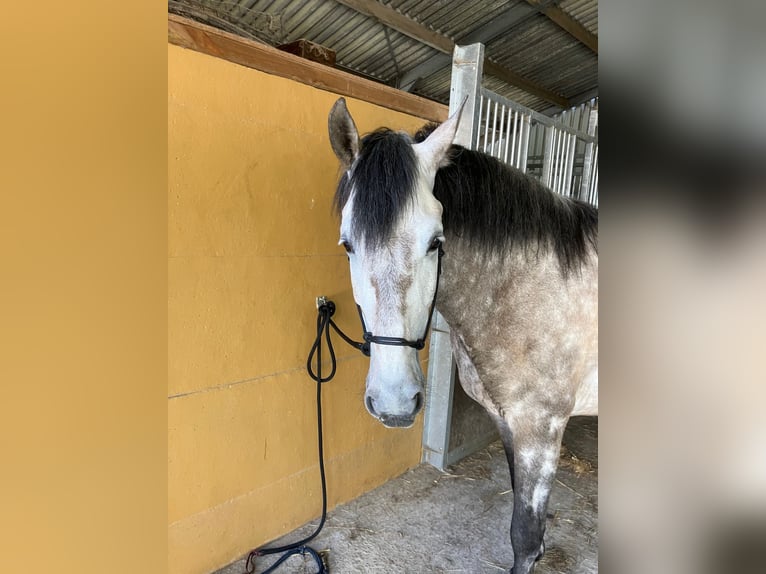 PRE Castrone 6 Anni 160 cm Grigio in Holsbeek