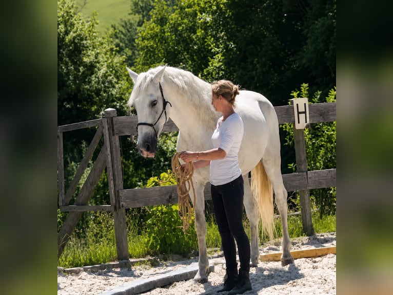 PRE Castrone 6 Anni 160 cm Grigio in Mulda/Sachsen
