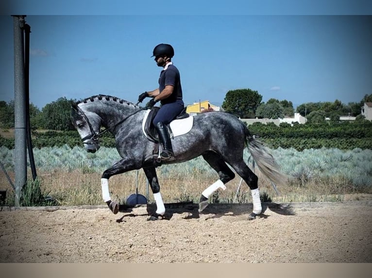 PRE Mix Castrone 6 Anni 160 cm Grigio pezzato in Schwarme