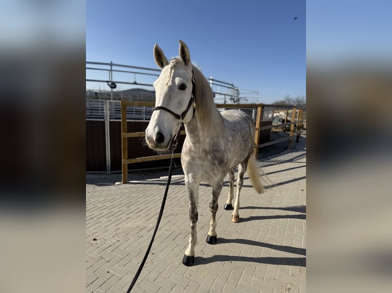 PRE Castrone 6 Anni 160 cm Grigio pezzato in Elbtal