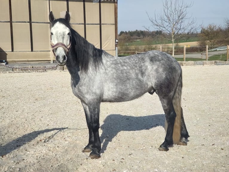 PRE Mix Castrone 6 Anni 160 cm Grigio in Rutesheim