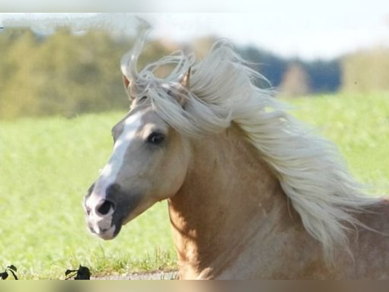 PRE Castrone 6 Anni 160 cm Palomino in Krumbach