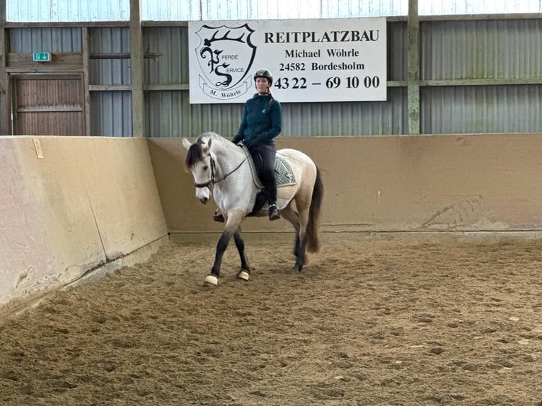 PRE Castrone 6 Anni 160 cm Pelle di daino in Rastorf PRE Castrone 6 Anni 160 cm Pelle di daino in Rastorf