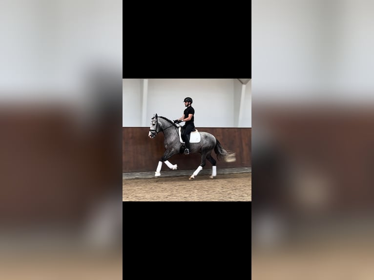 PRE Castrone 6 Anni 161 cm Grigio in Valencia