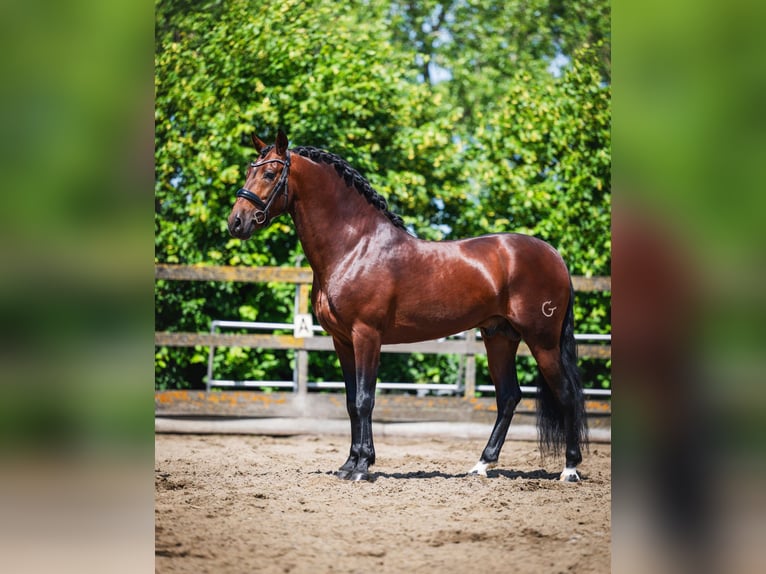 PRE Castrone 6 Anni 162 cm Baio in Grebenhain