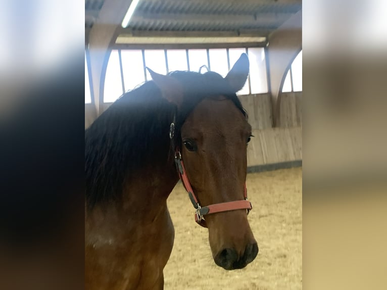 PRE Mix Castrone 6 Anni 162 cm Baio in Utting am Ammersee