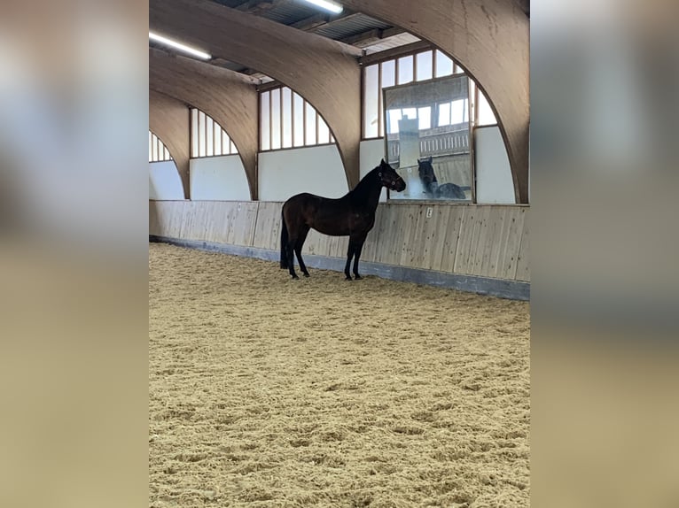 PRE Mix Castrone 6 Anni 162 cm Baio in Utting am Ammersee