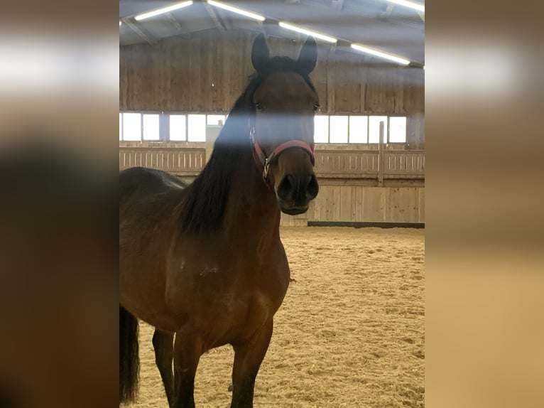 PRE Mix Castrone 6 Anni 162 cm Baio in Utting am Ammersee