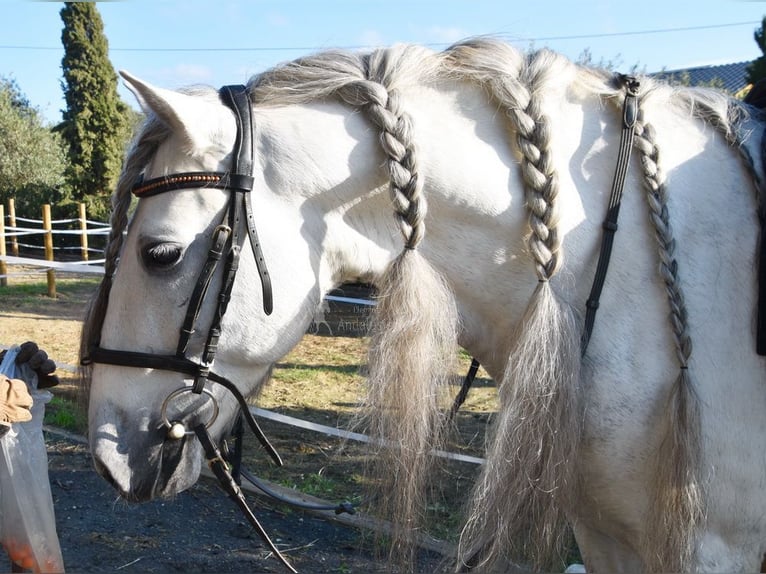 PRE Mix Castrone 6 Anni 162 cm Grigio in Kronach