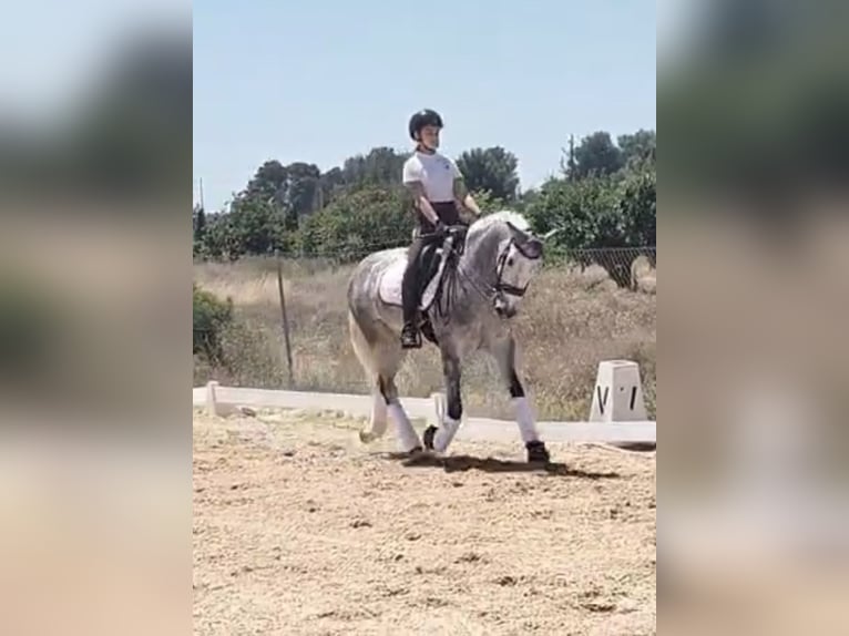 PRE Mix Castrone 6 Anni 162 cm Grigio pezzato in Martfeld