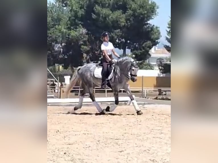 PRE Mix Castrone 6 Anni 162 cm Grigio pezzato in Martfeld