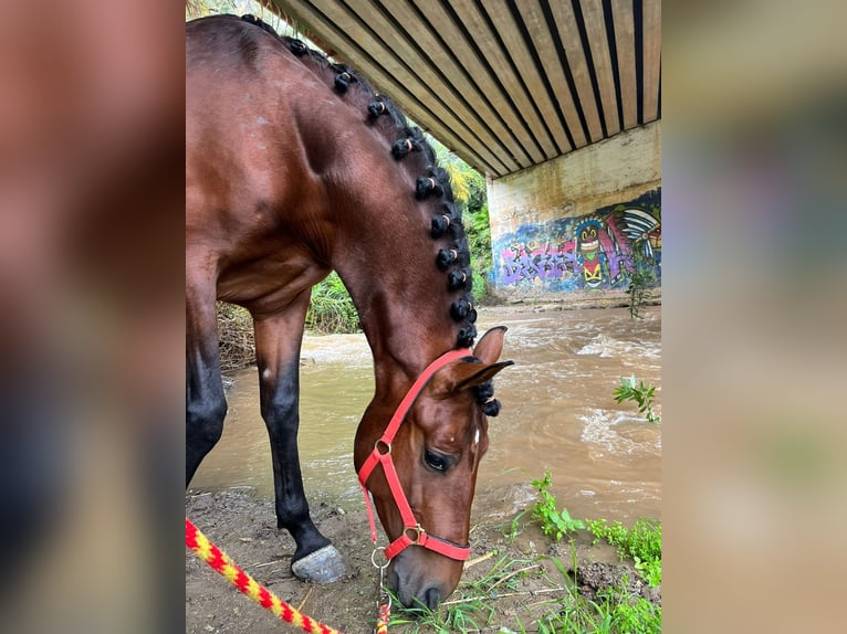 PRE Castrone 6 Anni 163 cm Baio in Castalla