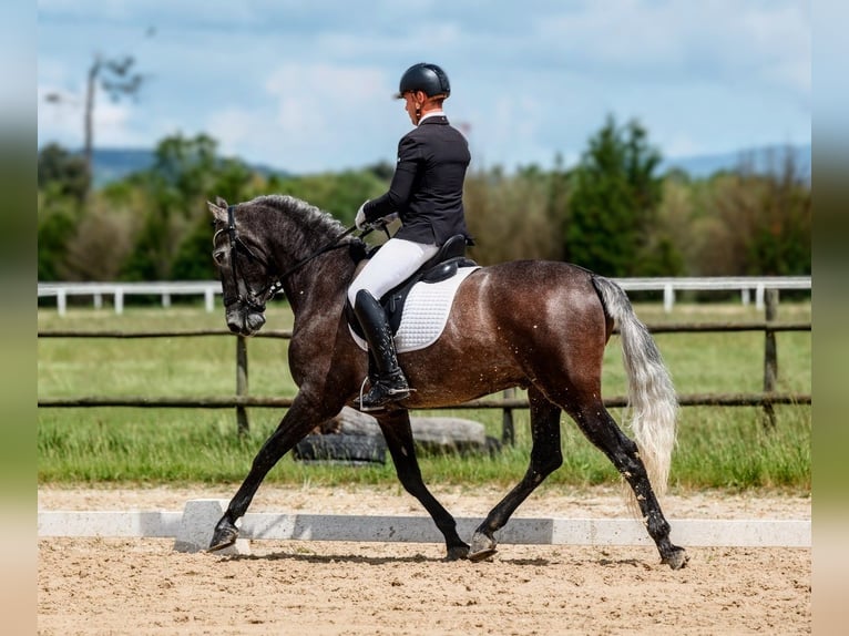 PRE Castrone 6 Anni 163 cm Falbo baio in Sevilla