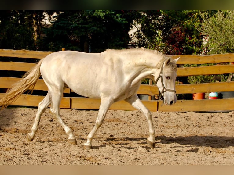 PRE Castrone 6 Anni 163 cm Grigio in Polenz