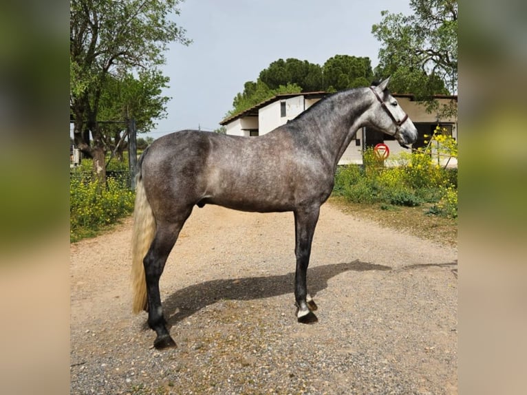 PRE Castrone 6 Anni 163 cm Grigio pezzato in Pozuelo de Calatrava