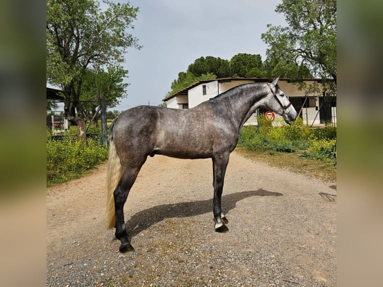 PRE Castrone 6 Anni 163 cm Grigio pezzato in Pozuelo de Calatrava