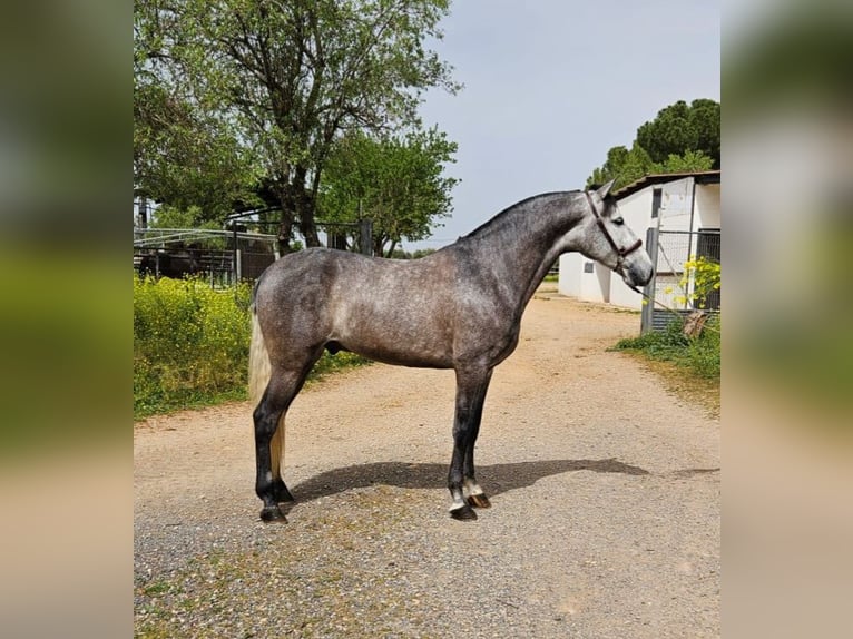 PRE Castrone 6 Anni 163 cm Grigio pezzato in Pozuelo de Calatrava