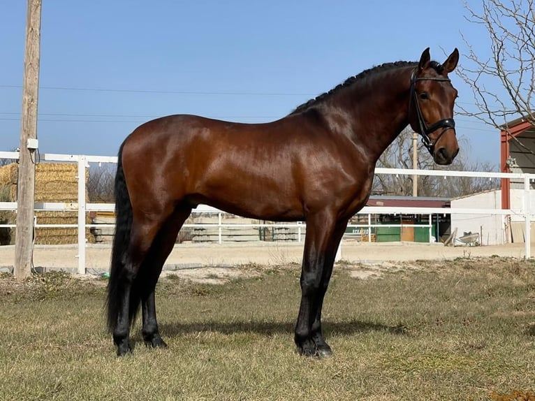 PRE Castrone 6 Anni 164 cm Baio in Calatayud