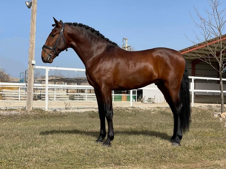 PRE Castrone 6 Anni 164 cm Baio in Calatayud