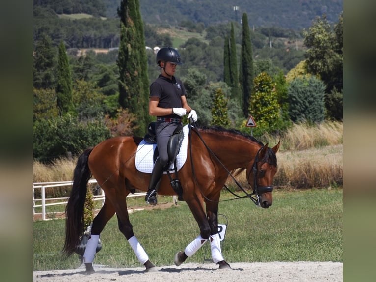 PRE Castrone 6 Anni 164 cm Baio in Barcelona