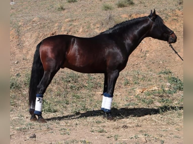 PRE Castrone 6 Anni 164 cm Baio scuro in Br&#xFC;ggen