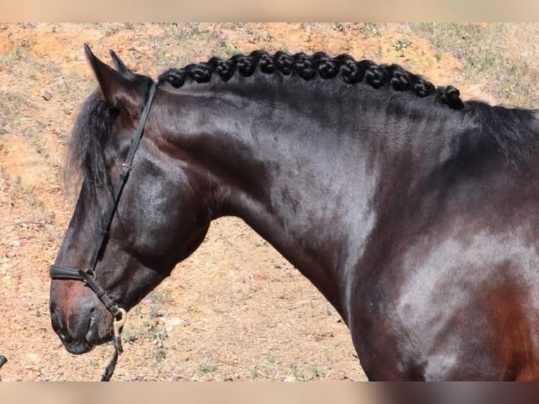 PRE Castrone 6 Anni 164 cm Baio scuro in Br&#xFC;ggen
