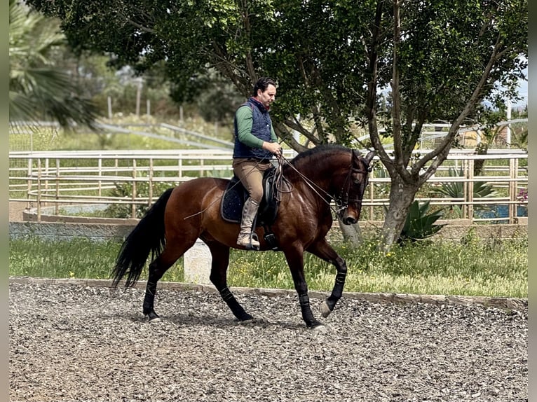 PRE Castrone 6 Anni 164 cm Baio scuro in Br&#xFC;ggen