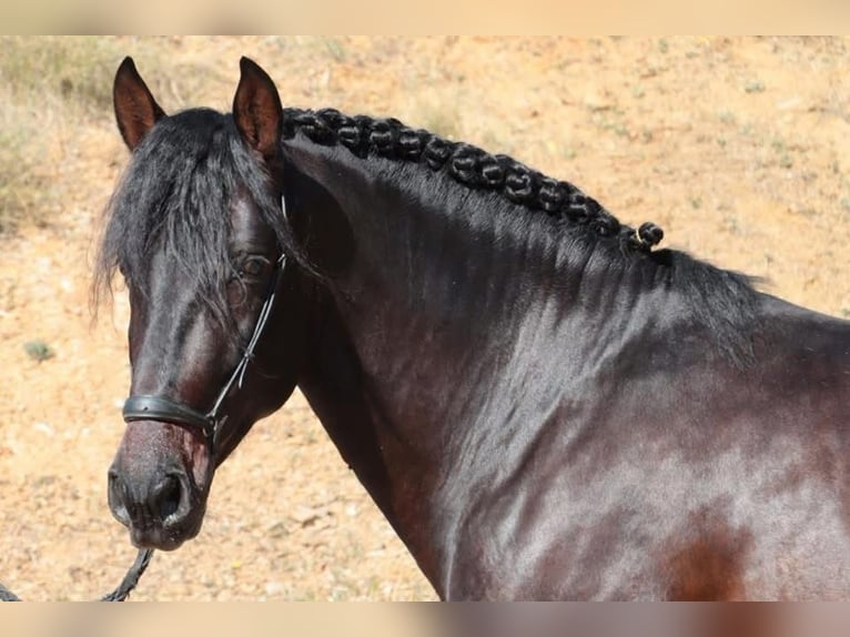 PRE Castrone 6 Anni 164 cm Baio scuro in Br&#xFC;ggen