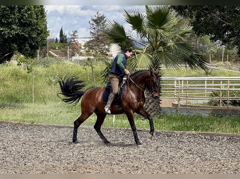 PRE Castrone 6 Anni 164 cm Baio scuro in Br&#xFC;ggen
