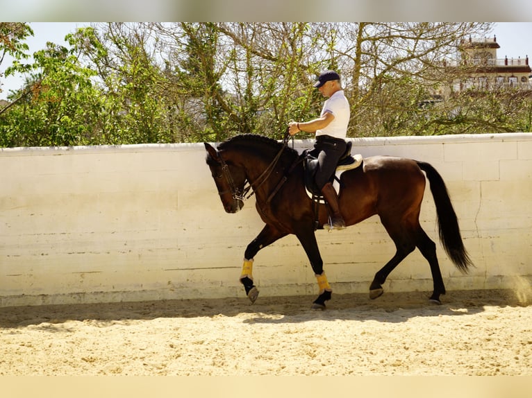 PRE Castrone 6 Anni 164 cm Baio scuro in Br&#xFC;ggen