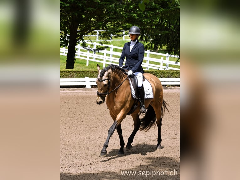 PRE Mix Castrone 6 Anni 164 cm Falbo in Founex
