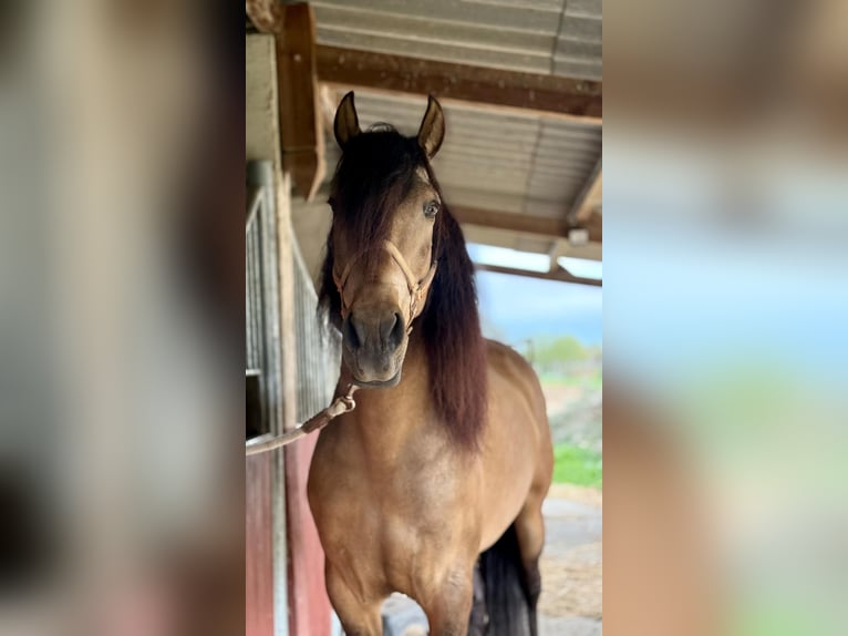 PRE Mix Castrone 6 Anni 164 cm Falbo in Founex