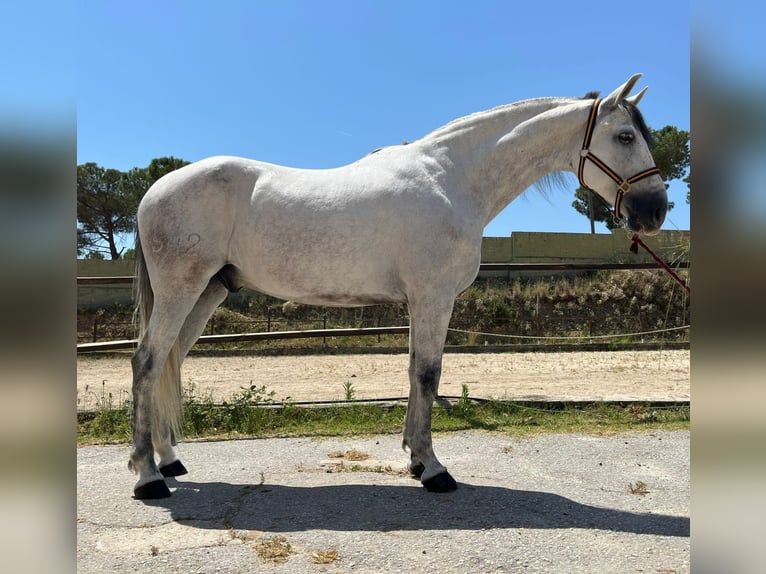 PRE Mix Castrone 6 Anni 164 cm Grigio in Terrassa