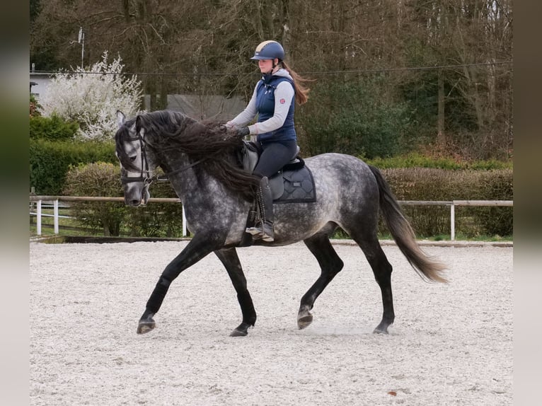 PRE Mix Castrone 6 Anni 164 cm Grigio in Neustadt (Wied)