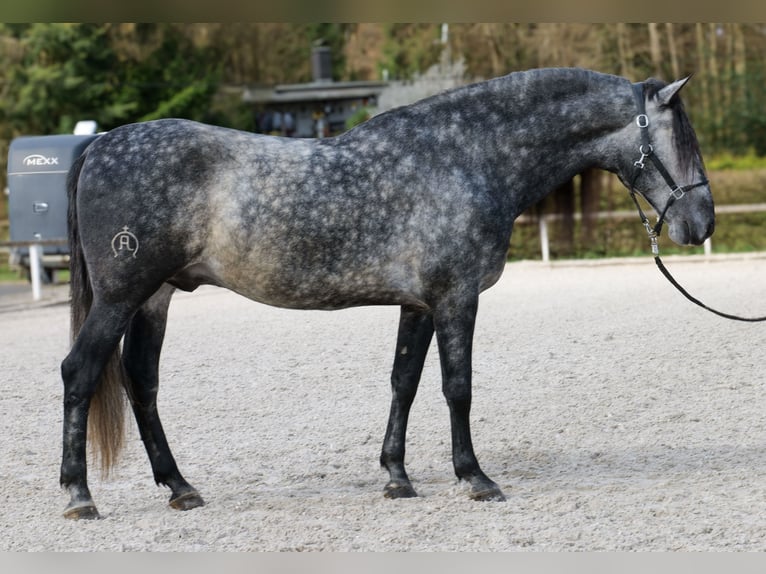 PRE Mix Castrone 6 Anni 164 cm Grigio in Neustadt (Wied)