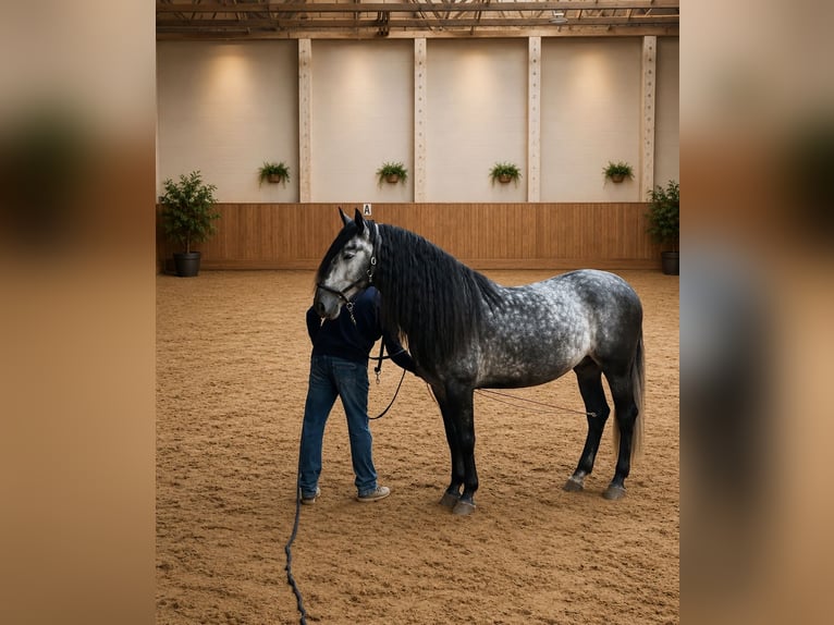PRE Castrone 6 Anni 164 cm Grigio in Magdeburg