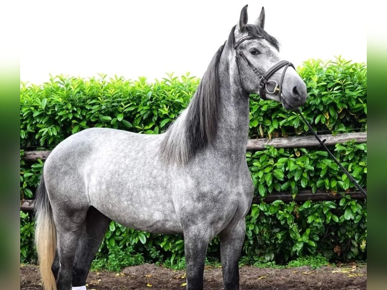 PRE Mix Castrone 6 Anni 164 cm Grigio pezzato in Boxtel