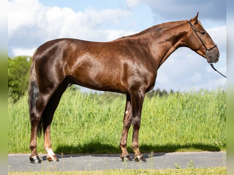 PRE Mix Castrone 6 Anni 164 cm Palomino in Boxtel