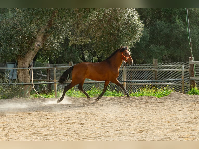 PRE Castrone 6 Anni 165 cm Baio in Vejer de la Frontera