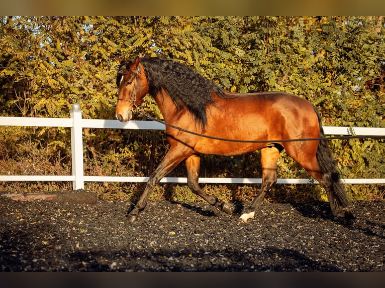 PRE Castrone 6 Anni 165 cm Baio in Fischamend