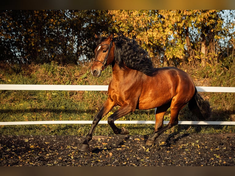 PRE Castrone 6 Anni 165 cm Baio in Fischamend