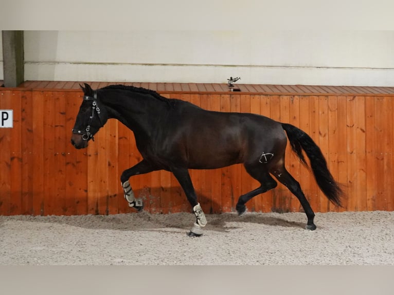 PRE Castrone 6 Anni 165 cm Baio scuro in Heuvelland