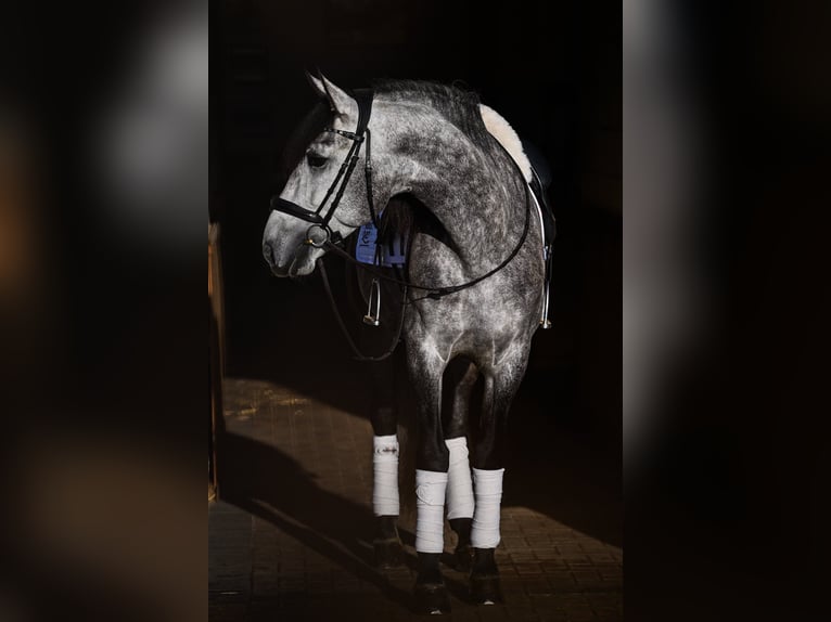 PRE Mix Castrone 6 Anni 165 cm Grigio in Steuden