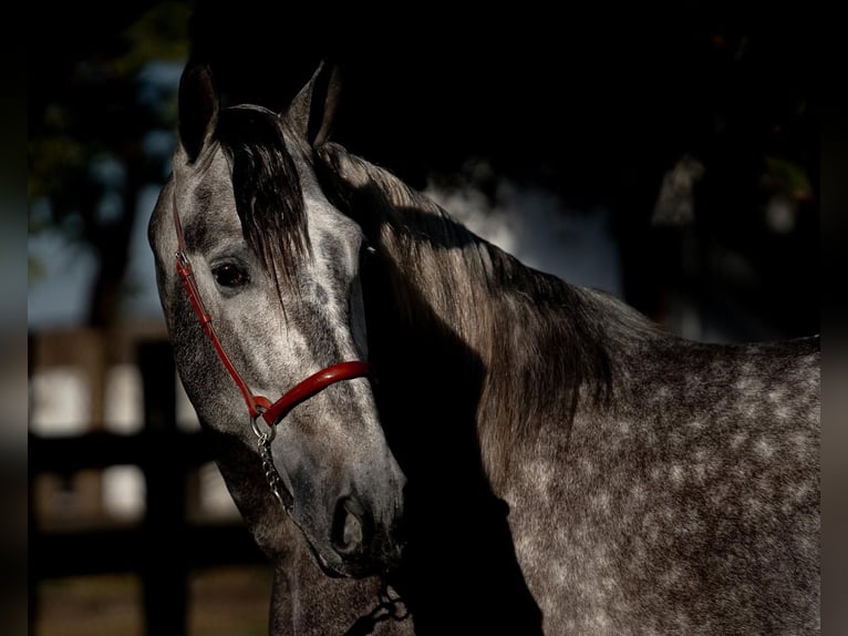 PRE Castrone 6 Anni 165 cm Grigio in Lengerich