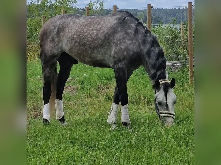 PRE Castrone 6 Anni 165 cm Grigio in Den Ham