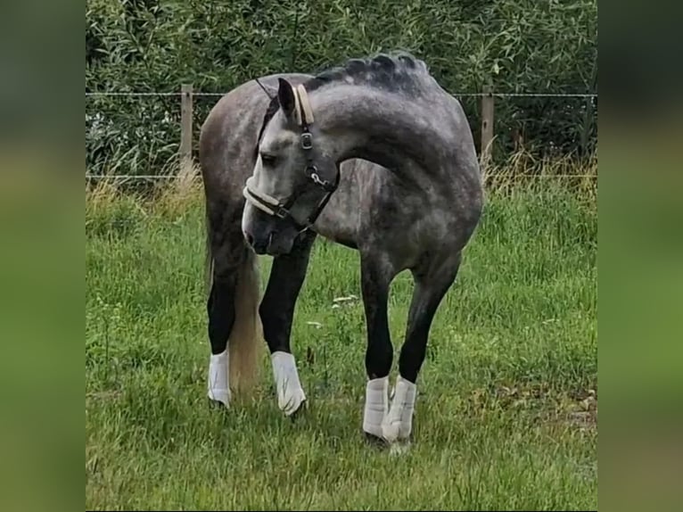 PRE Castrone 6 Anni 165 cm Grigio in Den Ham