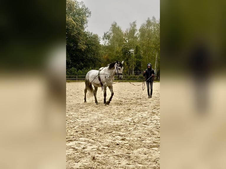 PRE Mix Castrone 6 Anni 165 cm Grigio in Bonnelles