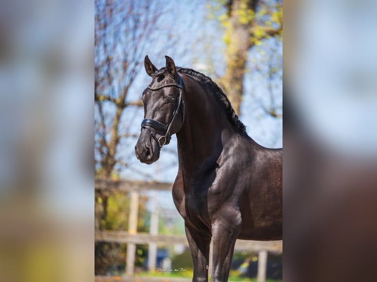 PRE Mix Castrone 6 Anni 165 cm Morello in Poeldijk