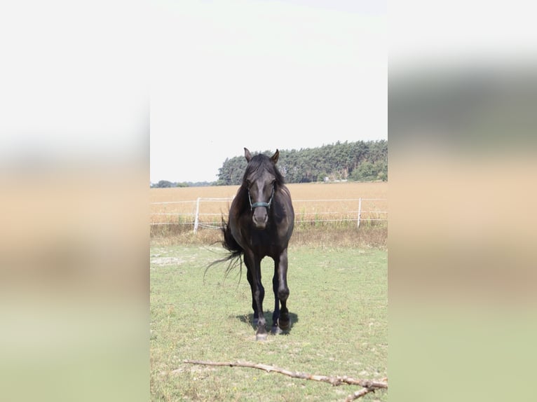 PRE Castrone 6 Anni 165 cm Morello in Karstädt